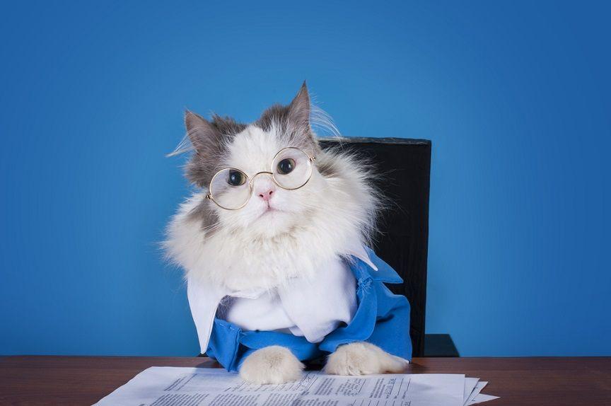 kot pozbawi cię pracy