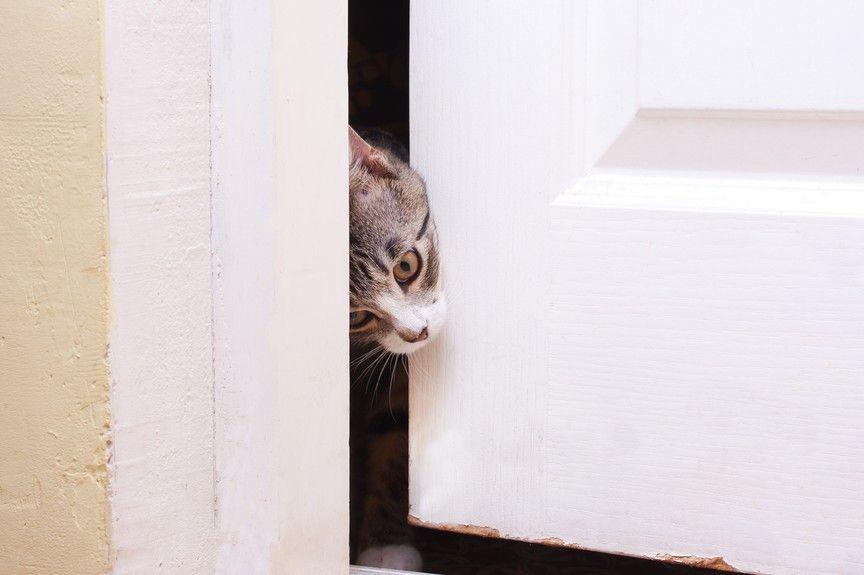 dlaczego koty uciekają z domu
