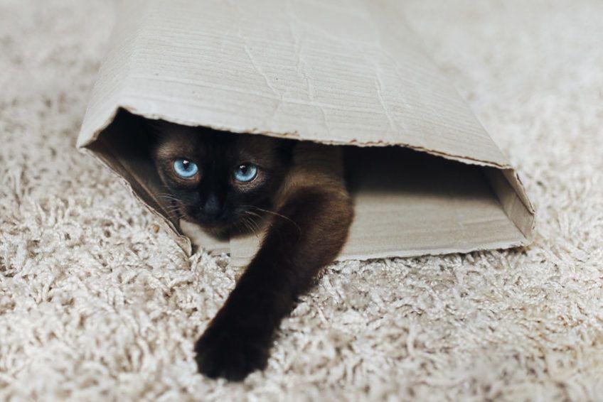 kot w kartonie