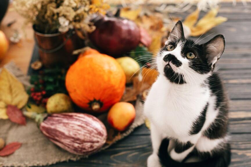 Warzywa trujące dla kota - dowiedz się, których unikać!