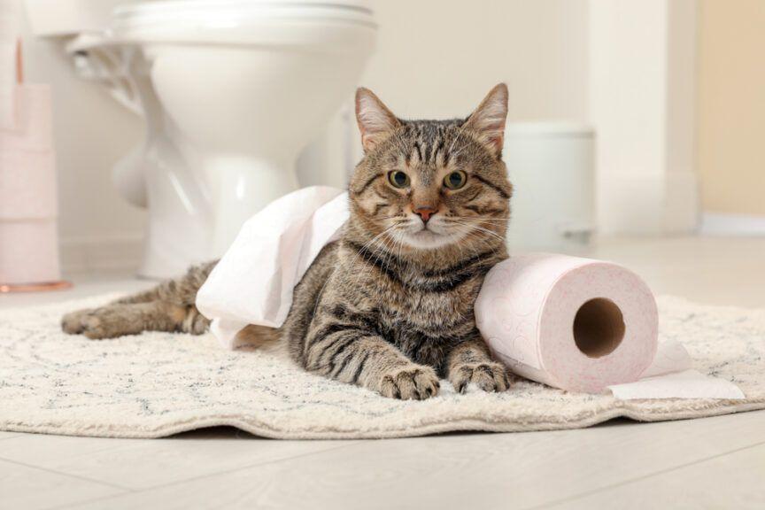 dlaczego koty tak bardzo lubią łazienkę