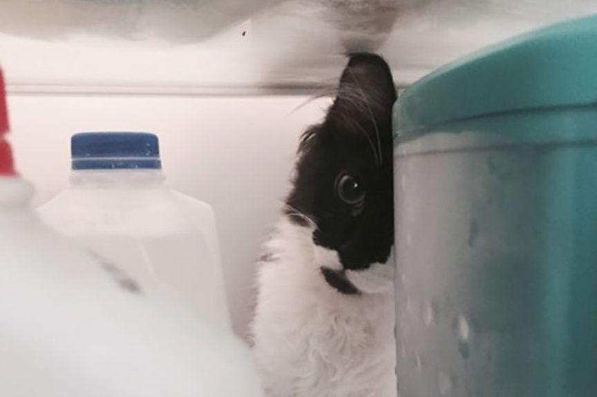kot w lodówce