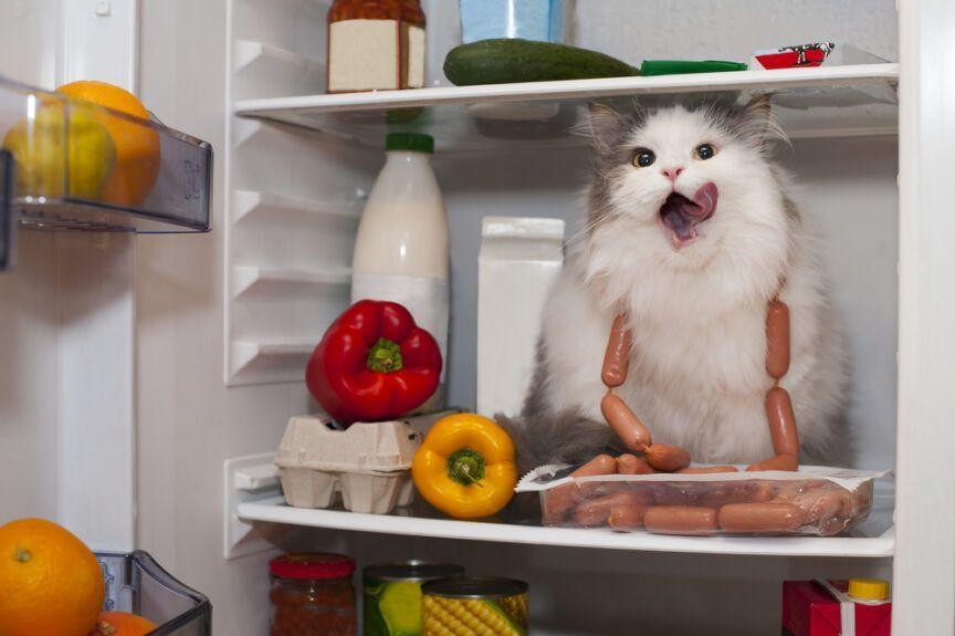 jedzenie szkodliwe dla kotów
