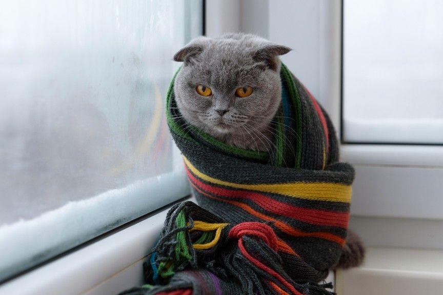 kot niewychodzący zimą