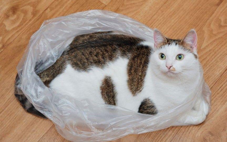 kot liże plastik