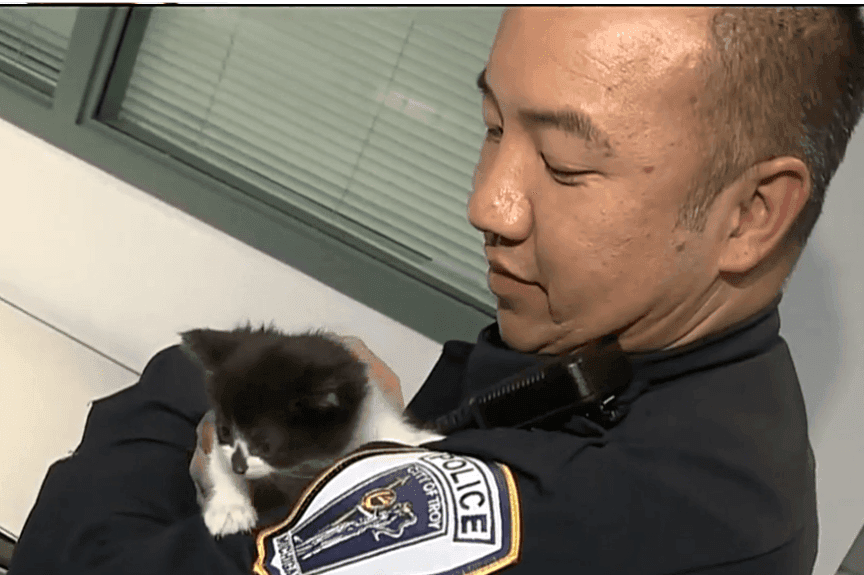 kot w policji