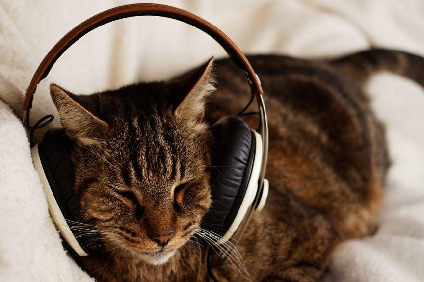 Głuchy kot - jak się nim opiekowac?