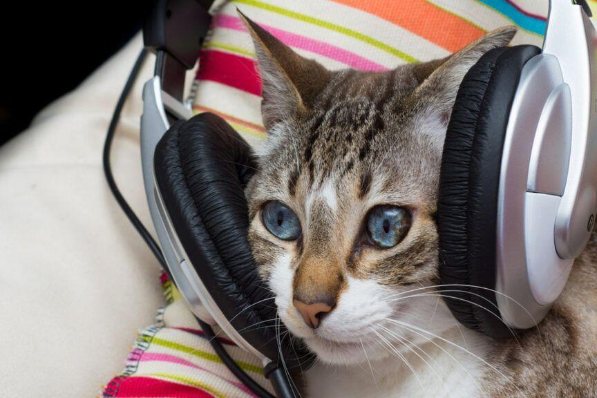 muzyka relaksacyjna dla kotów
