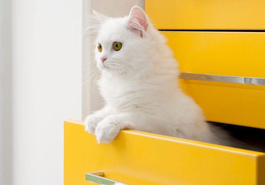 kot w szufladzie