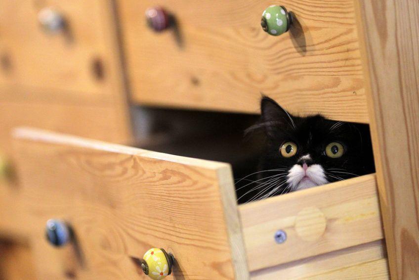 kot chowa się w szufladzie