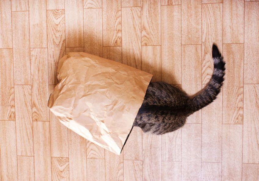 kot w torbie papierowej
