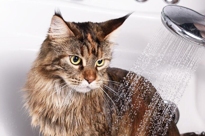 jak umyć kota