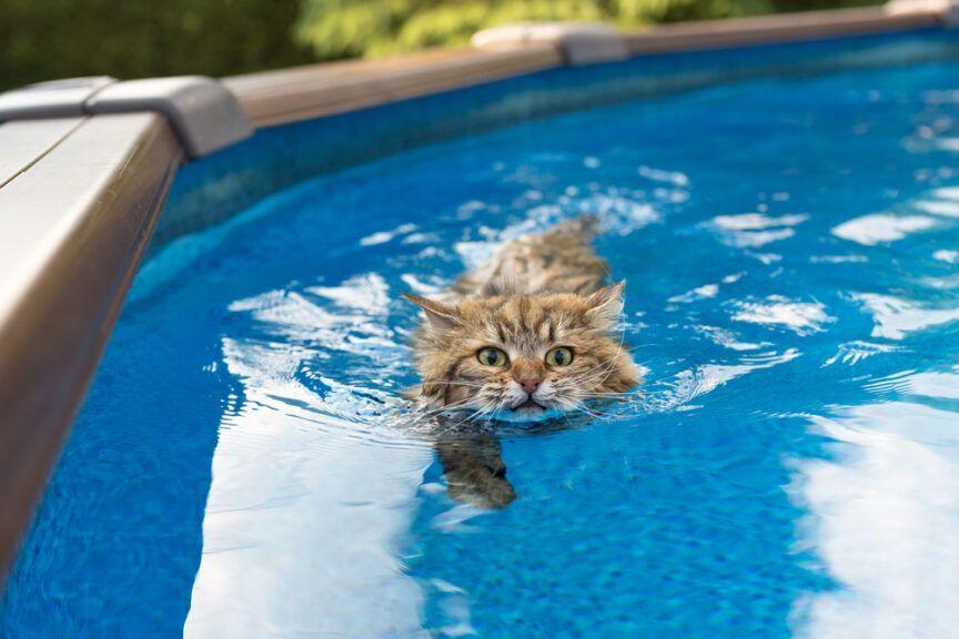czy koty potrafią pływać