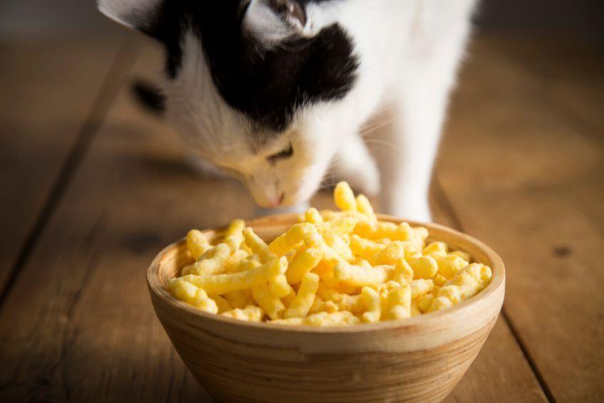 czy koty mogą jeść ser