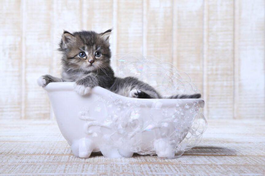 kot który kocha kąpiele