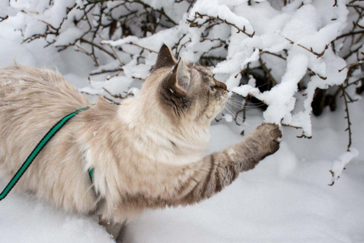kot wychodzący zimą