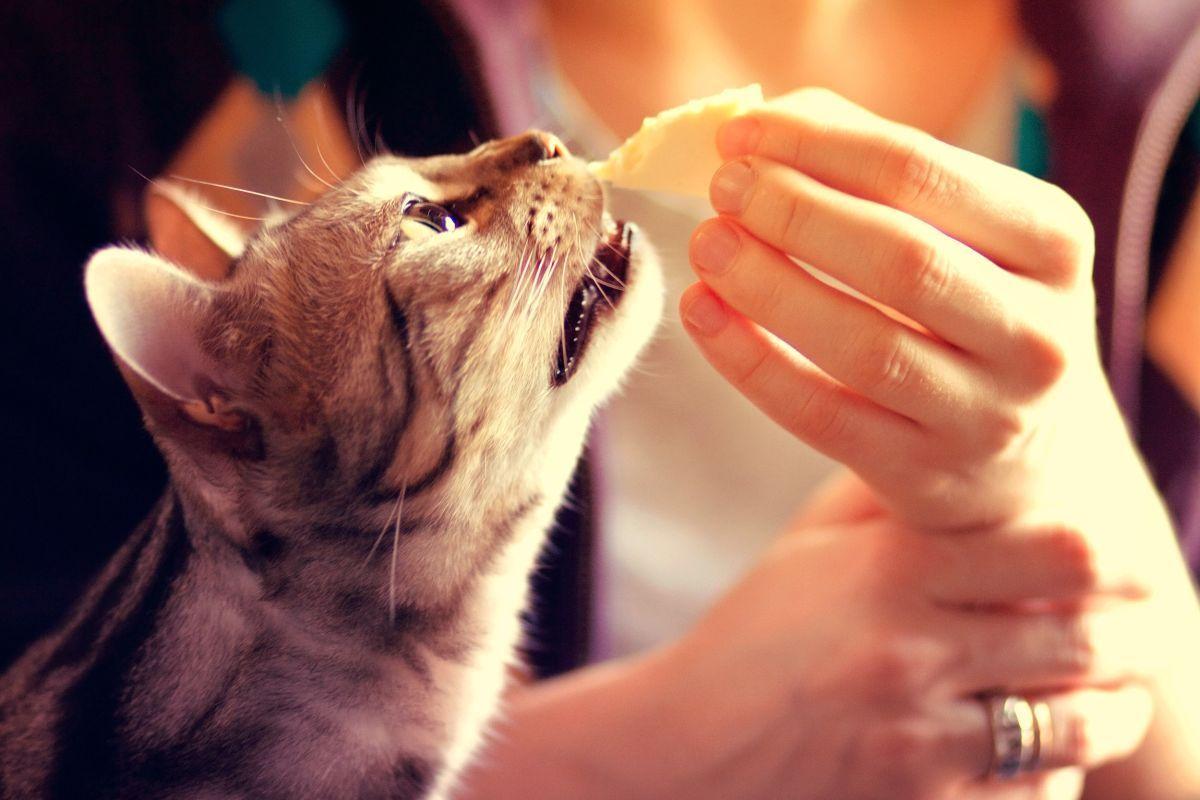 czy koty mogą jeść ser