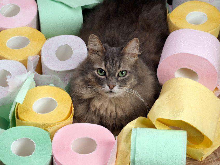 kot z kolorowym papierem toaletowym