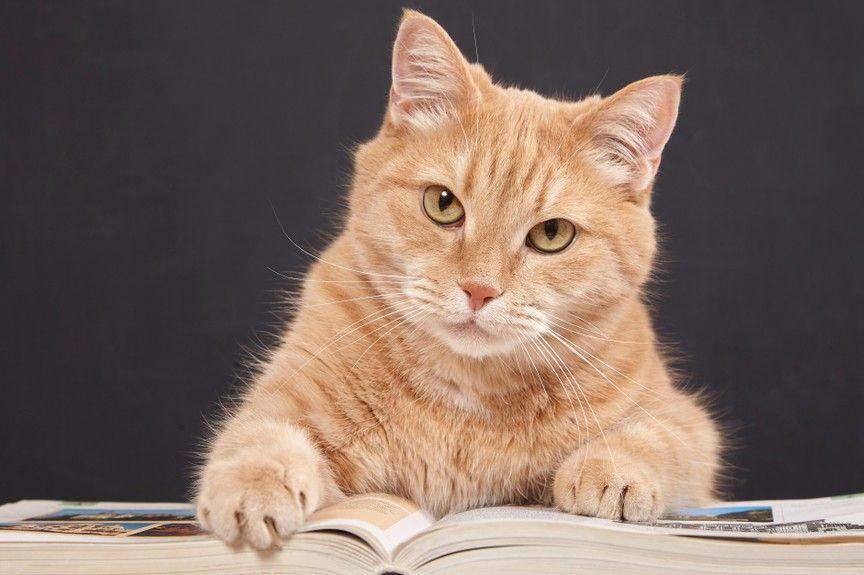 kot-celebryta z książką