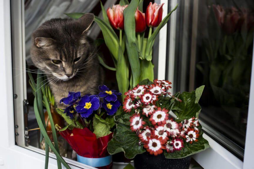 kot z kwiatami, rośliny doniczkowe trujące dla kotów