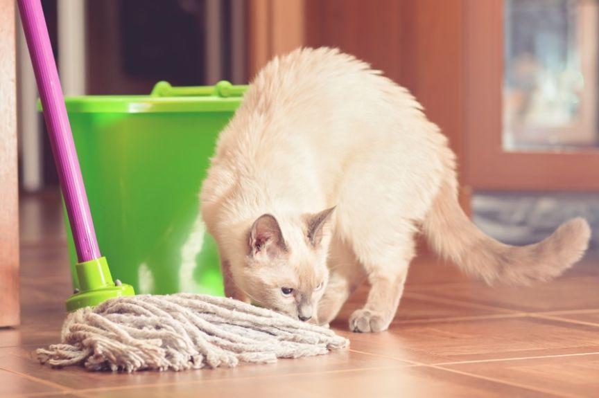 kot i sprzątanie