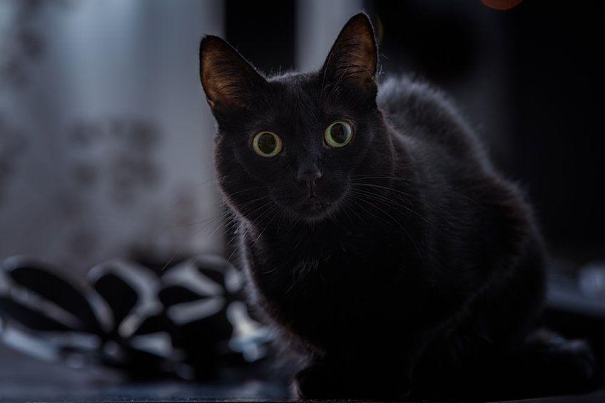 mit czarnego kota