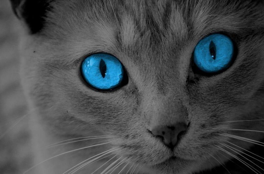 Koty z niebieskimi oczami to niecodzienny widok, który zawsze budzi zachwyt. Jaka tajemnica kryje się za tą niecodzienną barwą i czemu wiele osób kojarzy ją z głuchotą?