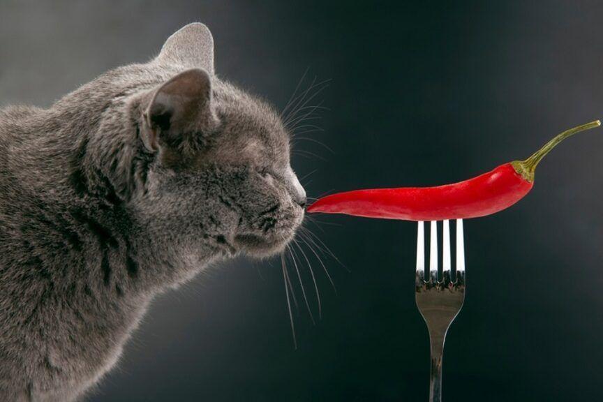 Odpowiadamy na pytanie, czy kot może jeść ostre jedzenie.