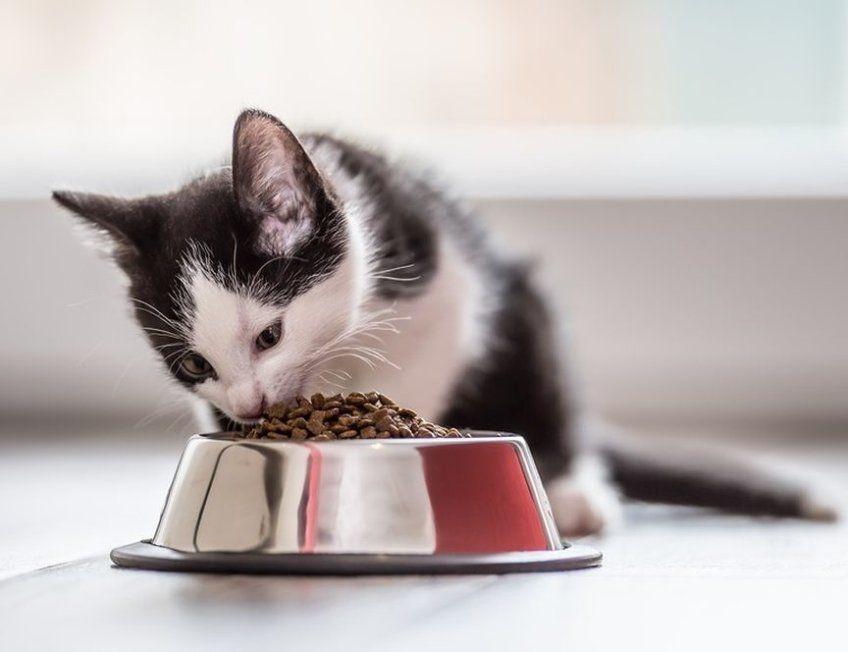 mały kotek je suchą karmę