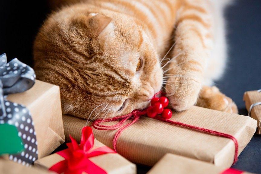 świąteczny stres u kota