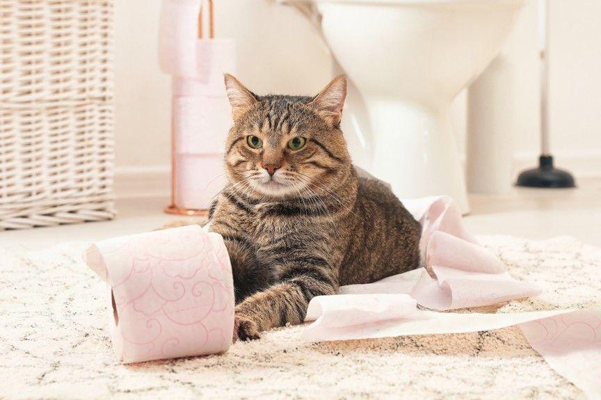 kot niszczy papier toaletowy