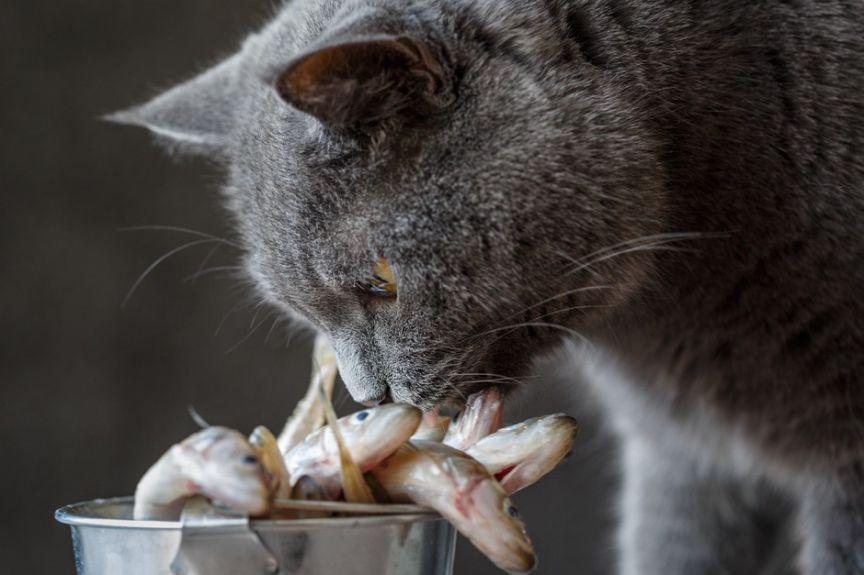 jakie ryby może jeść kot