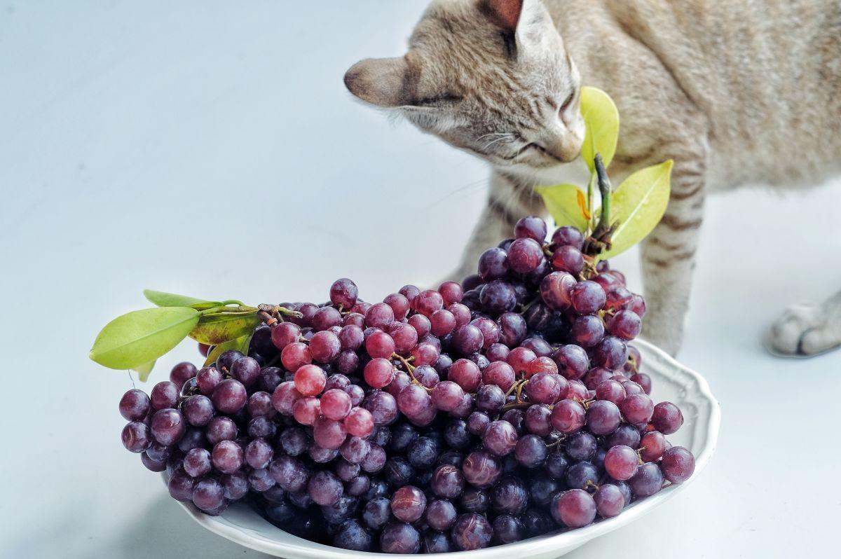 czy koty mogą jeść winogrona