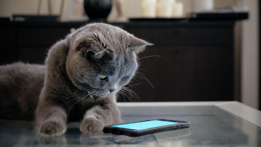 co kot widzi w telefonie