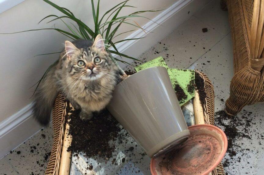 kot niszczy kwiaty