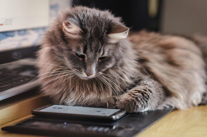 kot ze smartfonem kocie gadżety