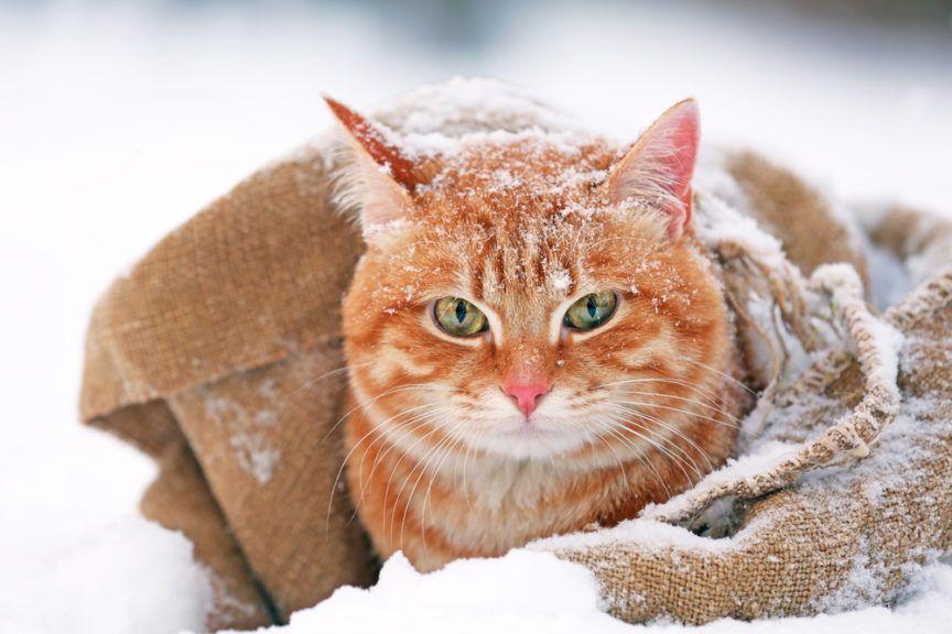 domek dla kota na zimę, czy koty jedzą węcej zimą