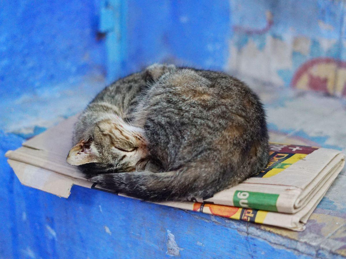 dlaczego koty śpią na papierach