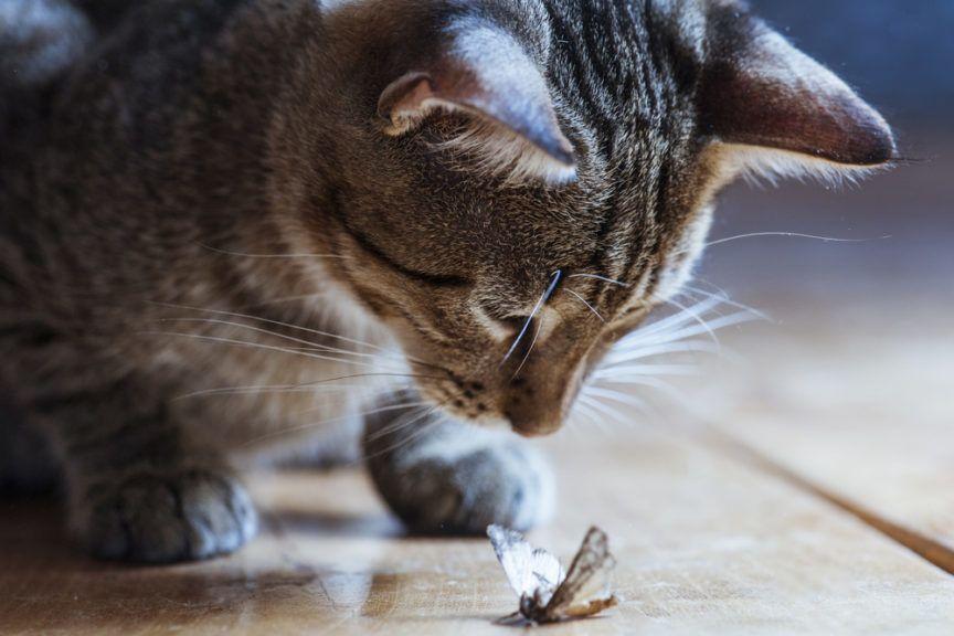 nie wszystkie koty zabijają robaki