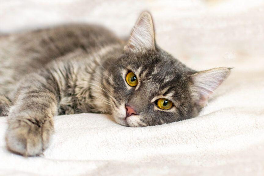 Jak przedłużyć życie kotu choremu na białaczkę?