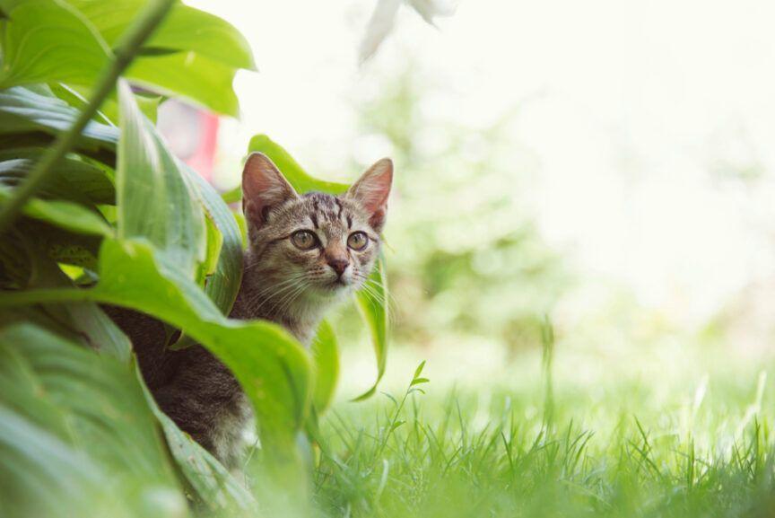 Jak zadbać o bezpieczeństwo kota wiosną?