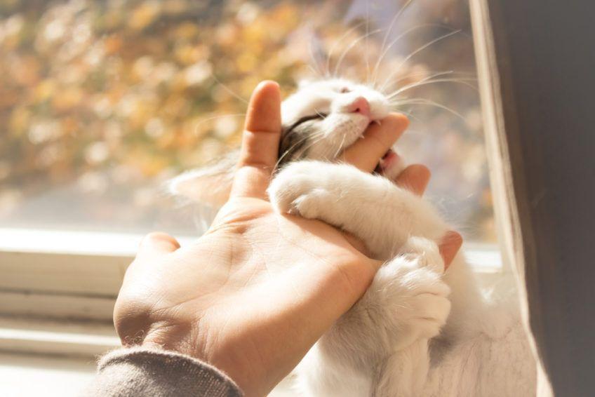 kotek gryzie dłoń