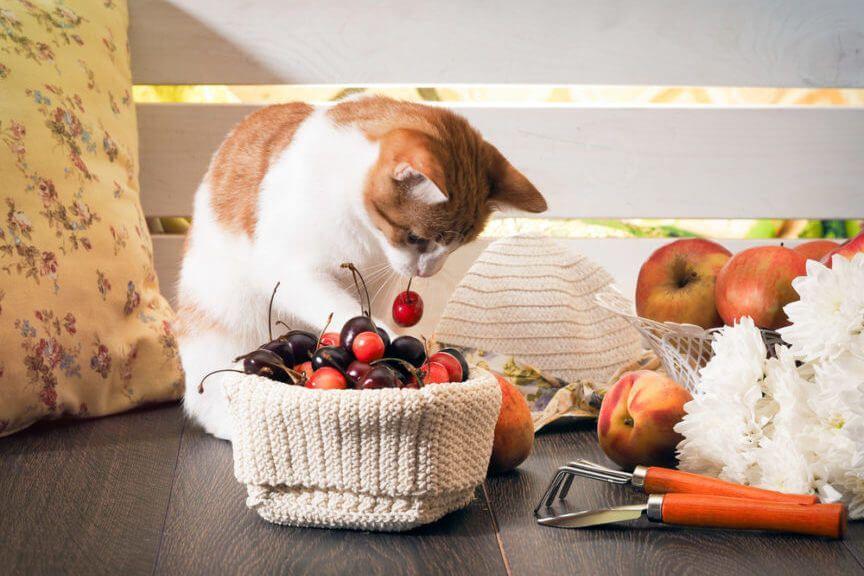czy koty mogą jeść owoce