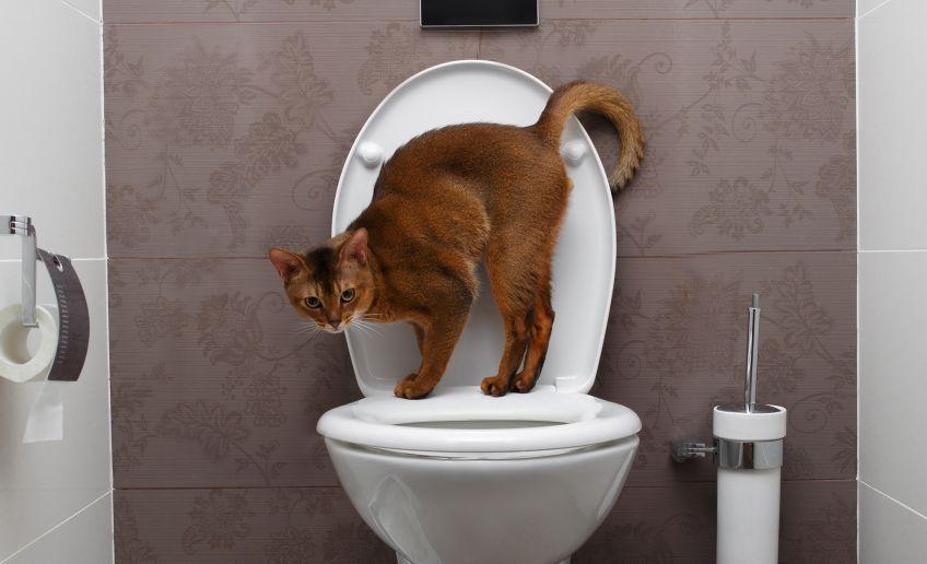 toaleta dla kota