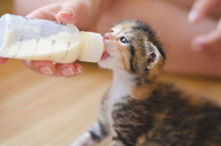 mleko dla kociąt