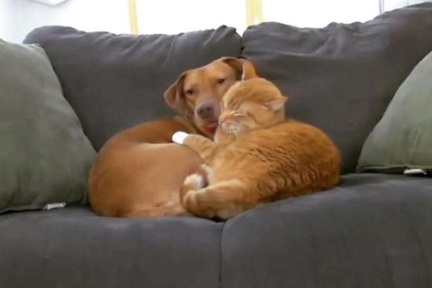 kot opiekuje się psem