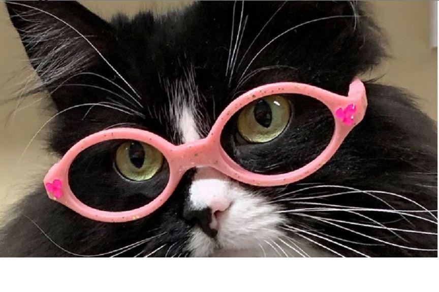 Kot pomaga dzieciom zaakceptować noszenie okularów
