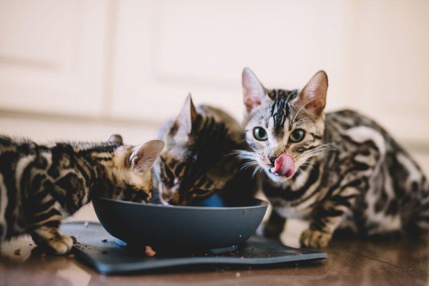 5 psikusów, które koty robią podczas jedzenia