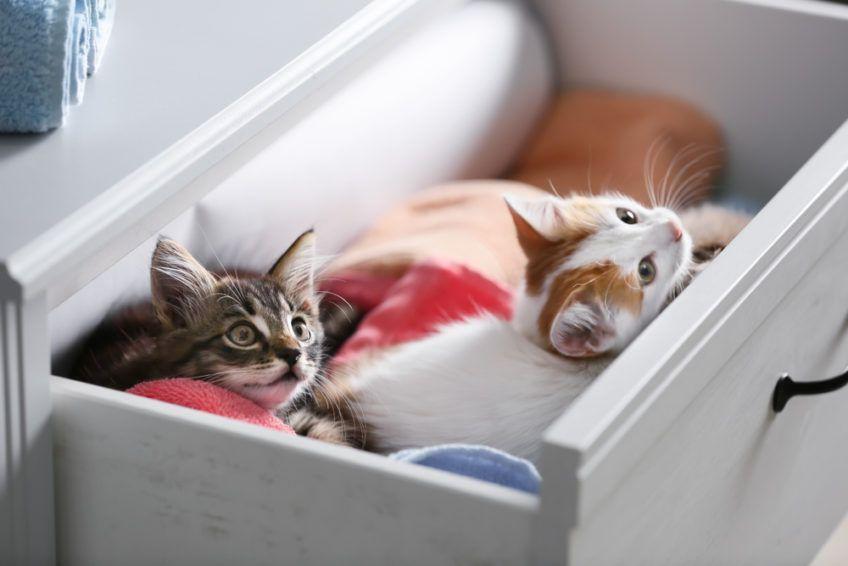 kotki śpią w szufladzie