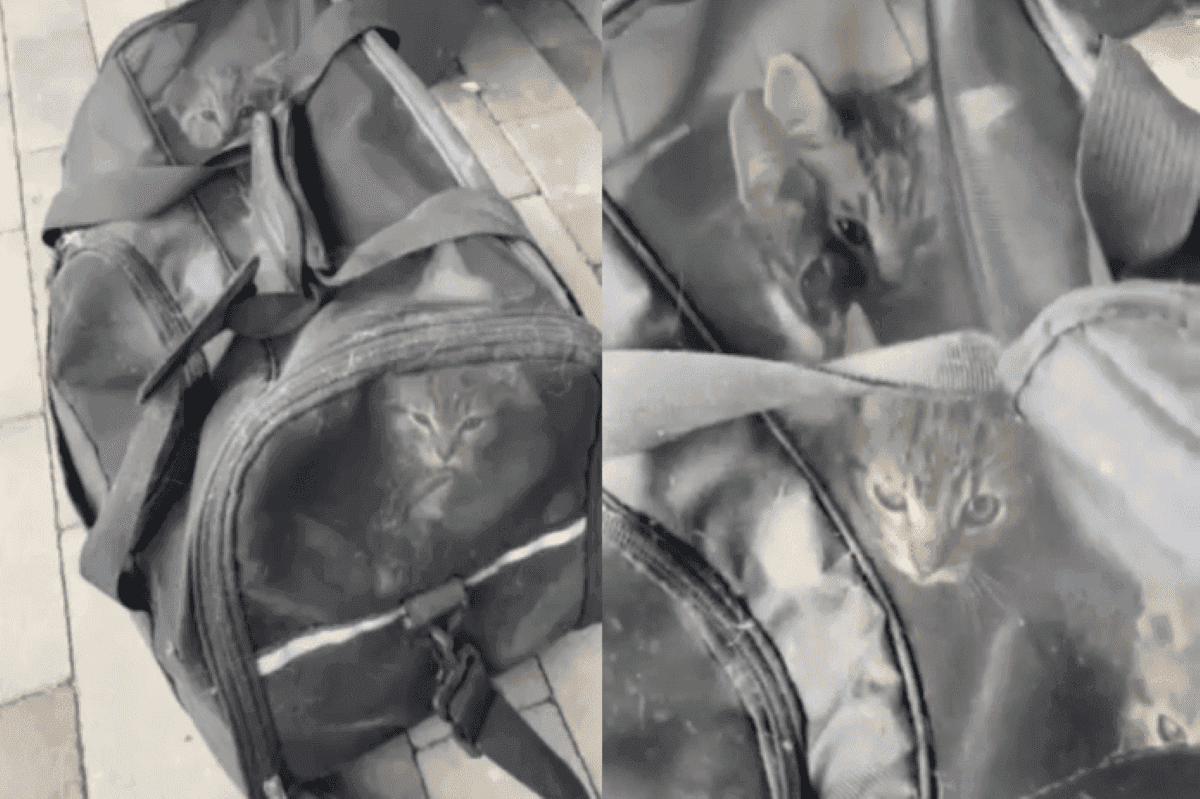 male-kotki-zostawione-w-torbie